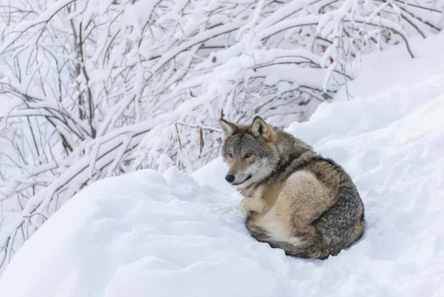 Rovaniemi: All-Inclusive Ranua Zoo Excursion & Aurora Dinner - Should You Book This Ranua Zoo and Aurora Dinner Tour?