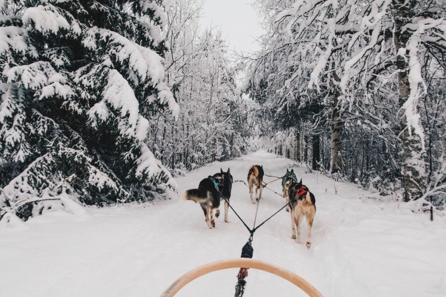 Rovaniemi: Apukka Husky Adventure 7km, self-driven - Key Highlights to Know Before You Go