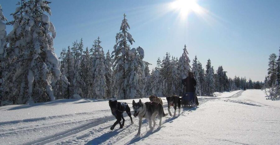 Rovaniemi: Apukka Husky Adventure 7km, self-driven - The route: what the 7 km safari adds to the experience