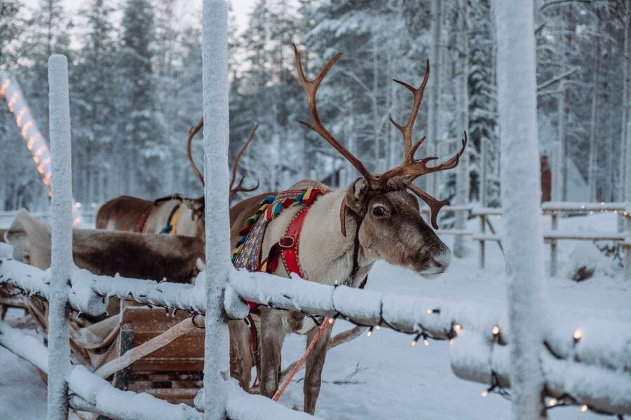 Rovaniemi: Apukka Reindeer Journey - Arriving at Apukka: Why This Feels Less Like a Theme Park
