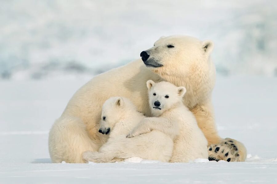 Rovaniemi: Arctic Animals Sleigh Rides and Wildlife Zoo - How This 7-Hour Rovaniemi Animal Day Is Structured