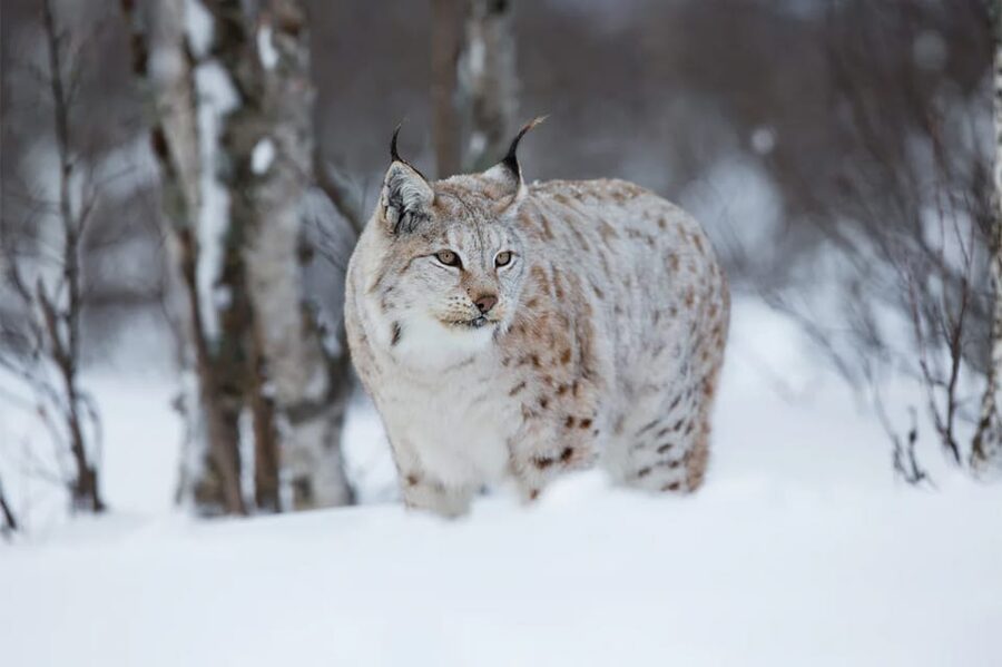 Rovaniemi: Arctic Animals Sleigh Rides and Wildlife Zoo - FAQ