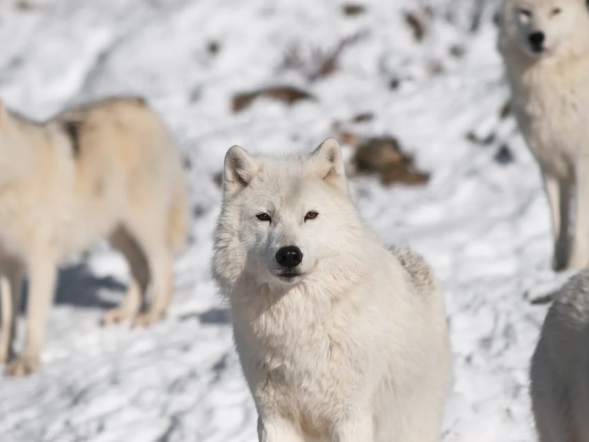 Rovaniemi: Arctic Animals Sleigh Rides and Wildlife Zoo - Husky Farm Time and the Short Dog Sled Ride