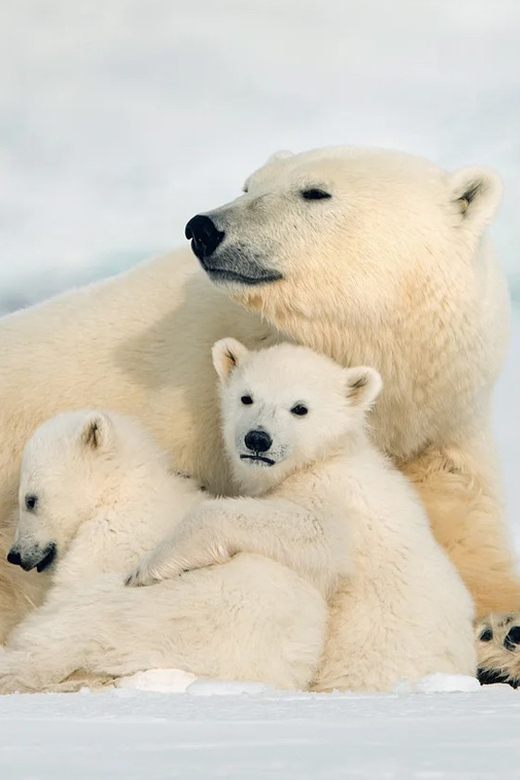 Rovaniemi: Arctic Animals Sleigh Rides and Wildlife Zoo - Ranua Wildlife Park: Polar Bears and 50+ Species in Winter