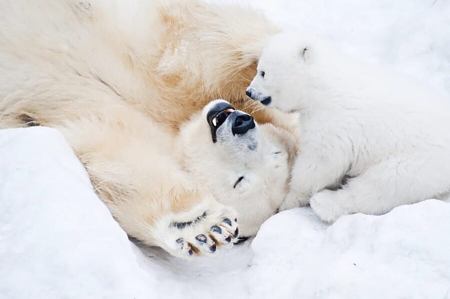Rovaniemi: Arctic Animals Sleigh Rides and Wildlife Zoo - Lappish Buffet Lunch in the Forest: Comfort Food, Not Fine Dining