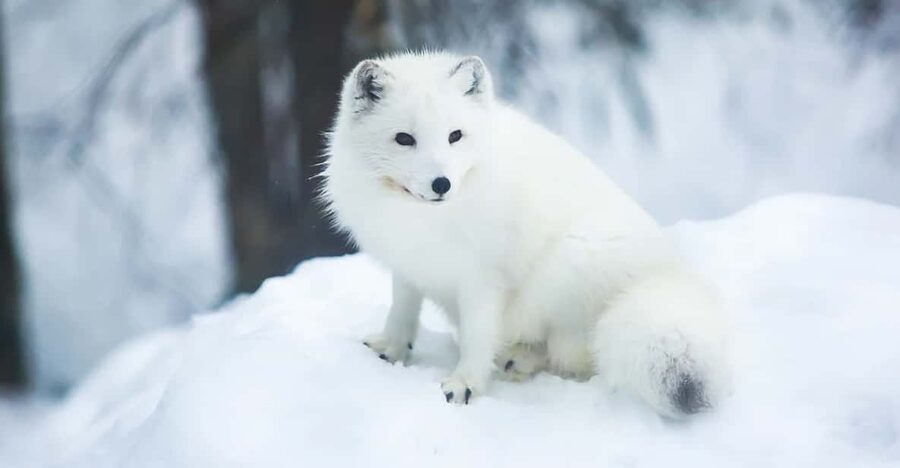 Rovaniemi: Arctic Animals Sleigh Rides and Wildlife Zoo - Price and Value: What $340 Buys in Lapland