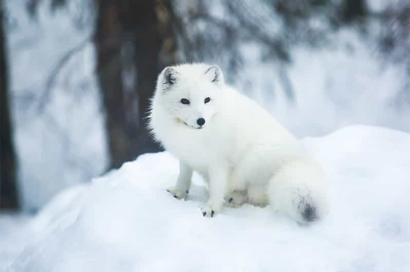 Rovaniemi: Arctic Animals Sleigh Rides and Wildlife Zoo - Who This Tour Suits (and Who Might Want a Different Day)