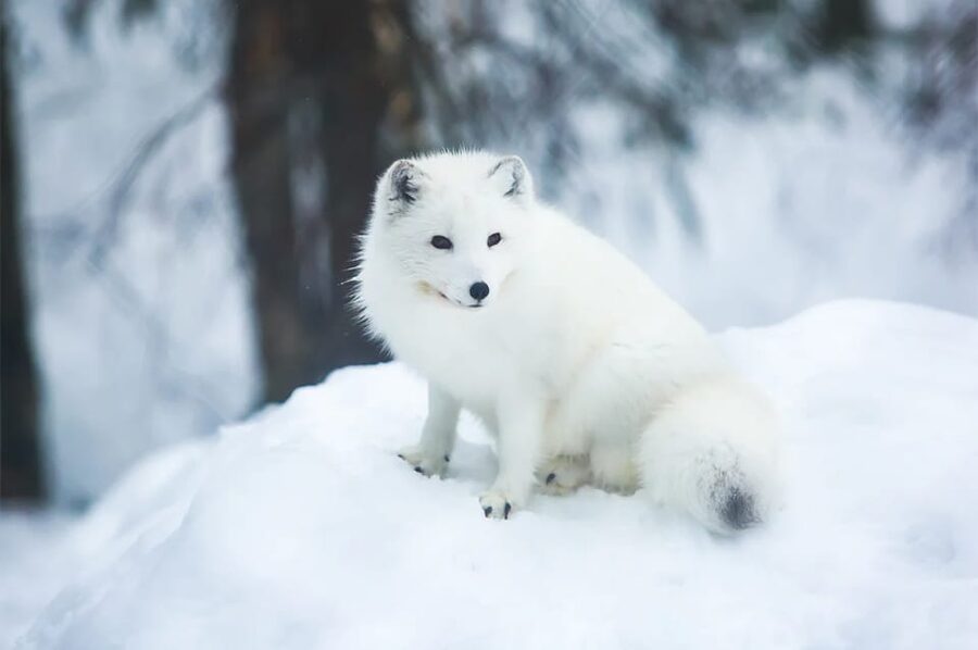 Rovaniemi: Arctic Animals Sleigh Rides and Wildlife Zoo - Should You Book This Arctic Animals Tour from Rovaniemi?
