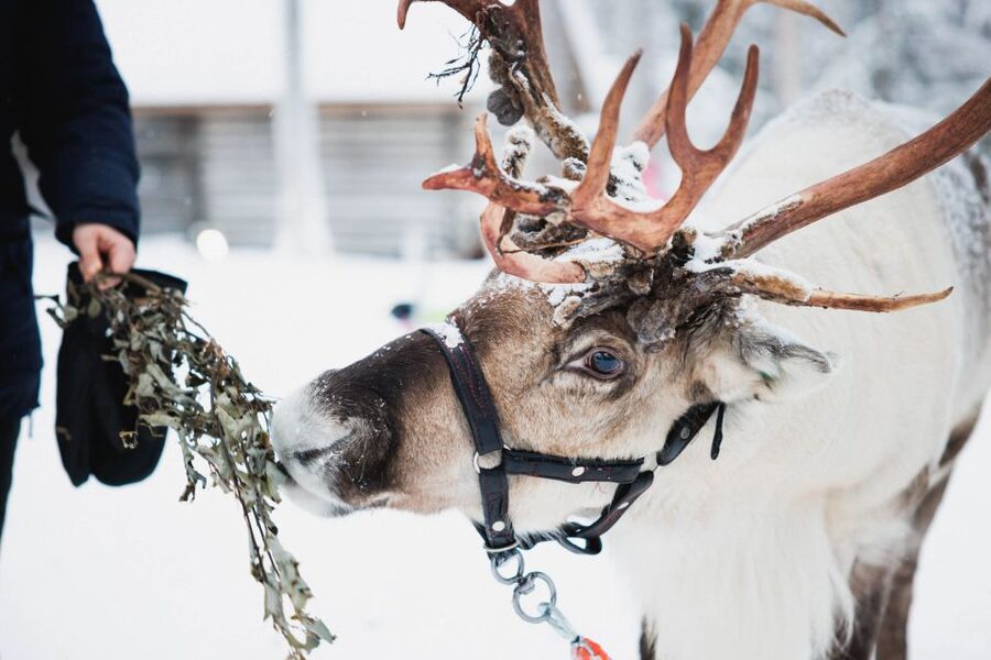 Rovaniemi: Arctic Circle Highlights by Snowmobile - Key highlights to know before you go