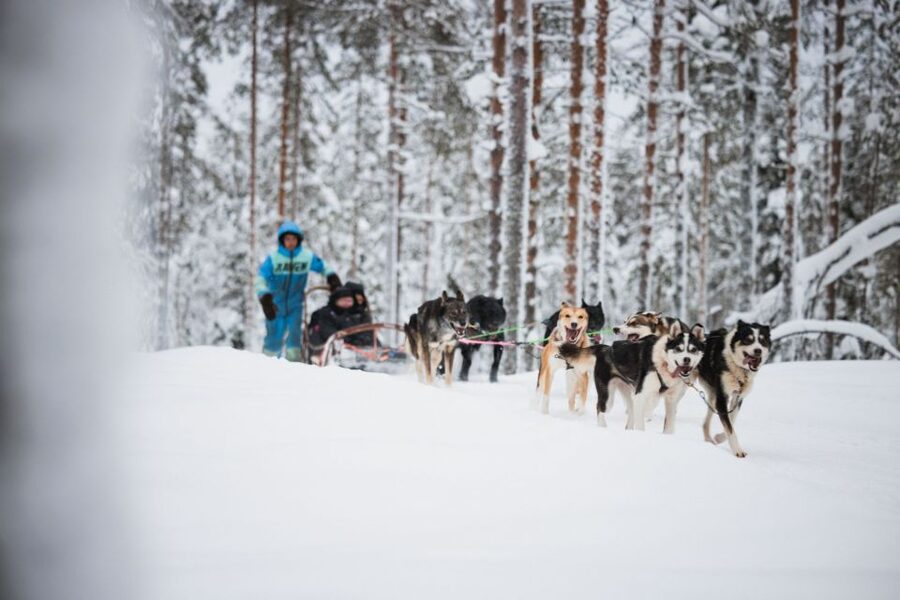 Rovaniemi: Arctic Circle Highlights by Snowmobile - How this Rovaniemi day packs real Arctic experiences into 7 hours