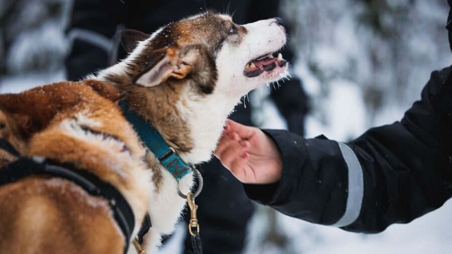 Rovaniemi: Arctic Circle Highlights by Snowmobile - Huskies next: 500 meters of action with Alaskan Huskies