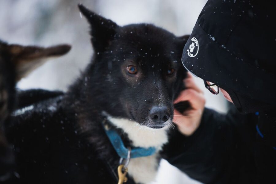 Rovaniemi: Arctic Circle Highlights by Snowmobile - Before the snowmobile: training you’ll actually need