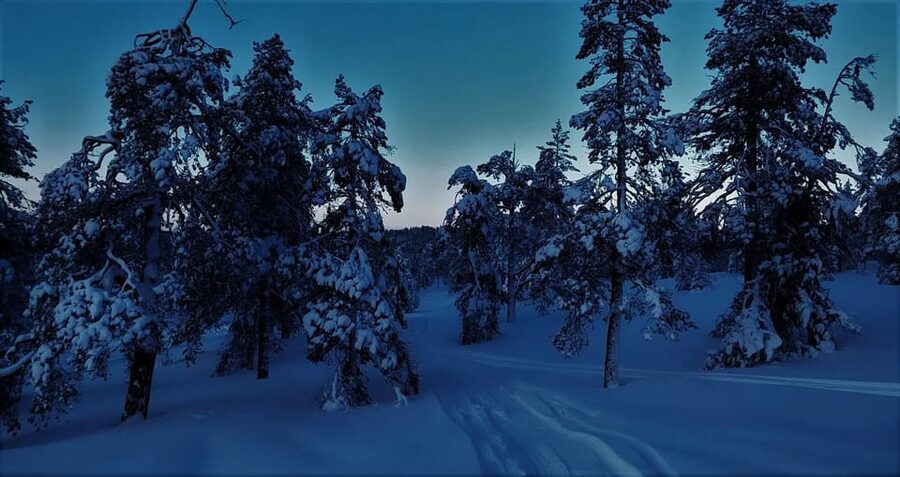 Rovaniemi: Aurora Hunting Tour in the Forest with Hot Drinks - The 9 PM to Midnight Window: Timing That Gives You Real Chances