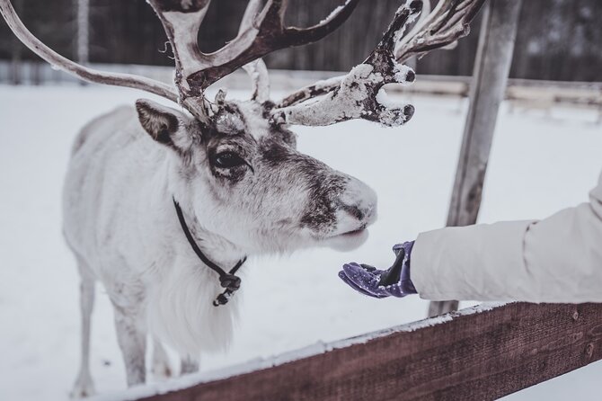 Rovaniemi: Authentic Lapland Reindeer Farm Visit & Sled Ride - Key things that make this reindeer farm visit work