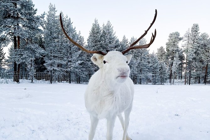 Rovaniemi: Authentic Lapland Reindeer Farm Visit & Sled Ride - The family-run Lapland heritage you can feel (not just hear)