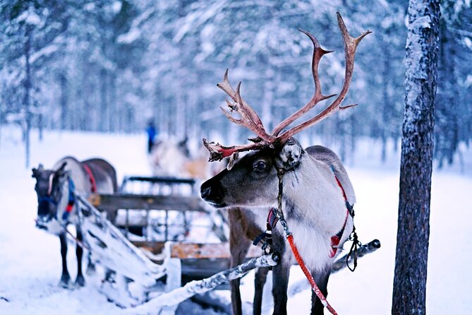 Rovaniemi: Authentic Lapland Reindeer Farm Visit & Sled Ride - The reindeer farm encounter: close, calm, and guided