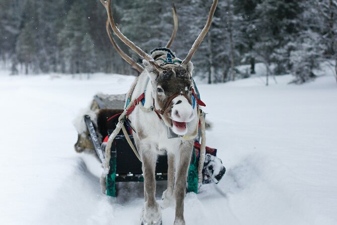 Rovaniemi: Authentic Lapland Reindeer Farm Visit & Sled Ride - The traditional sled ride: magical, but short