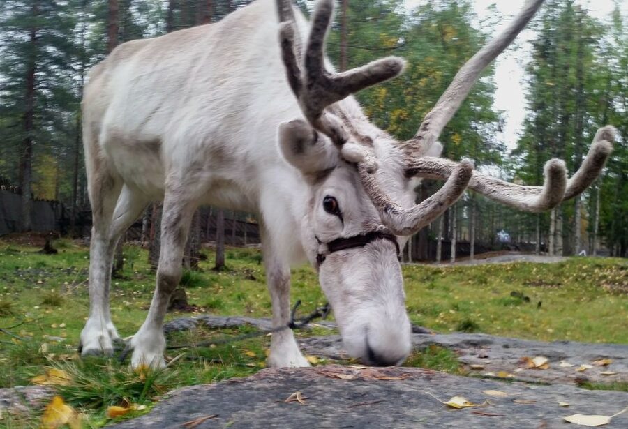 Rovaniemi: Authentic Reindeer Farm & Canoeing - Key Highlights You’ll Actually Care About