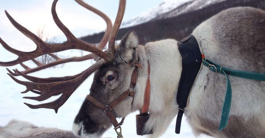 Rovaniemi: Authentic Reindeer Farm Visit & Short Sleigh Ride - Key things that make this tour worth your time