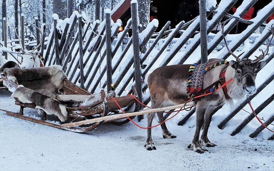 Rovaniemi: Authentic Reindeer Farm Visit & Short Sleigh Ride - Old-school reindeer herding in Rovaniemi, not just a quick photo stop