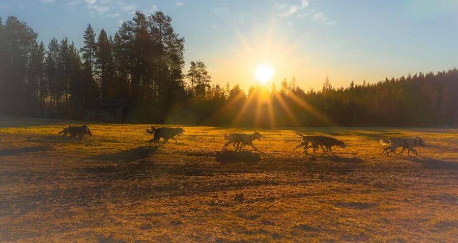 Rovaniemi: Autumn Husky Cart Ride with Hot Drink & Pickup - Key things I’d circle first