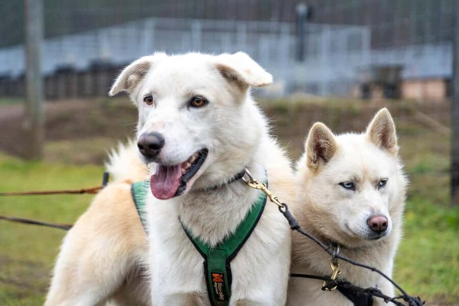 Rovaniemi: Autumn Husky Cart Ride with Hot Drink & Pickup - Autumn Husky Cart in Rovaniemi: What It Really Feels Like