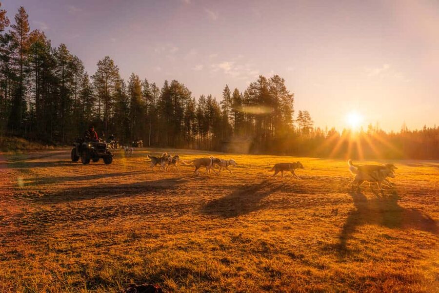 Rovaniemi: Autumn Husky Cart Ride with Hot Drink & Pickup - Kennel Time: Cuddles, Training Talk, and Real Dog Care