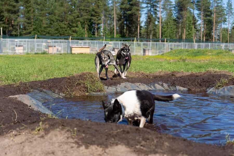 Rovaniemi: Autumn Husky Cart Ride with Hot Drink & Pickup - Pickup, Timing, and Why “4 Hours” Can Feel Different