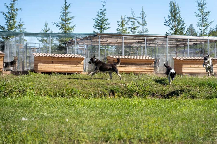 Rovaniemi: Autumn Husky Cart Ride with Hot Drink & Pickup - Who This Tour Suits Best (and Who Should Rethink)