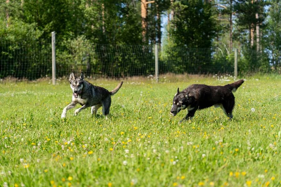 Rovaniemi: Autumn Husky Cart Ride with Hot Drink & Pickup - Price and Value: Is $259 Fair for What You Get?