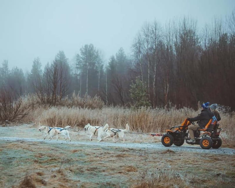 Rovaniemi: Autumn Husky Ride on Wheels - Why an autumn husky cart ride beats the usual sleigh plan