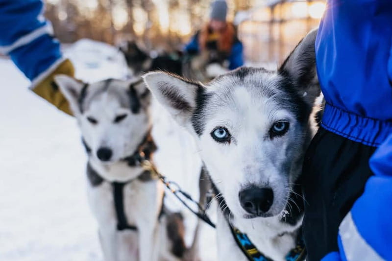 Rovaniemi: Autumn Husky Ride on Wheels - The 3 km cart ride: hands-on guiding with a training-carriage feel