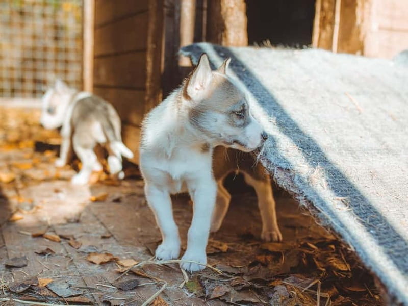 Rovaniemi: Autumn Husky Ride on Wheels - Meet the huskies up close: petting time and calm, guided interaction