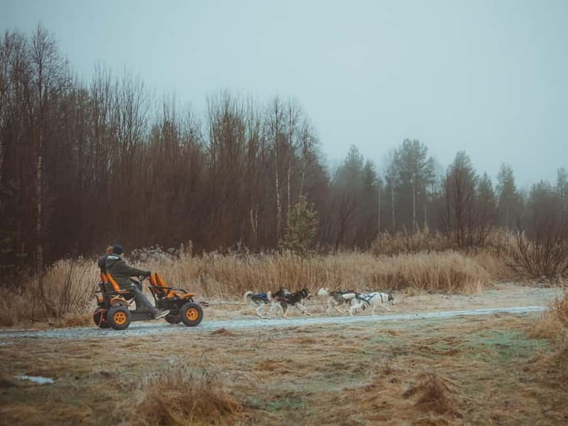 Rovaniemi: Autumn Husky Ride on Wheels - Stories about arctic sled dogs: why the talk is part of the value