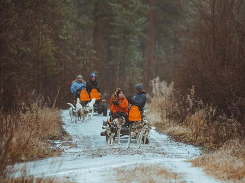 Rovaniemi: Autumn Husky Ride on Wheels - Food, drinks, and small diet requests that actually help