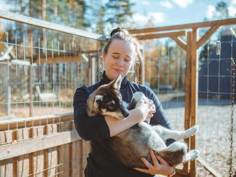Rovaniemi: Autumn Husky Ride on Wheels - Who this husky cart ride is best for (and who should skip it)
