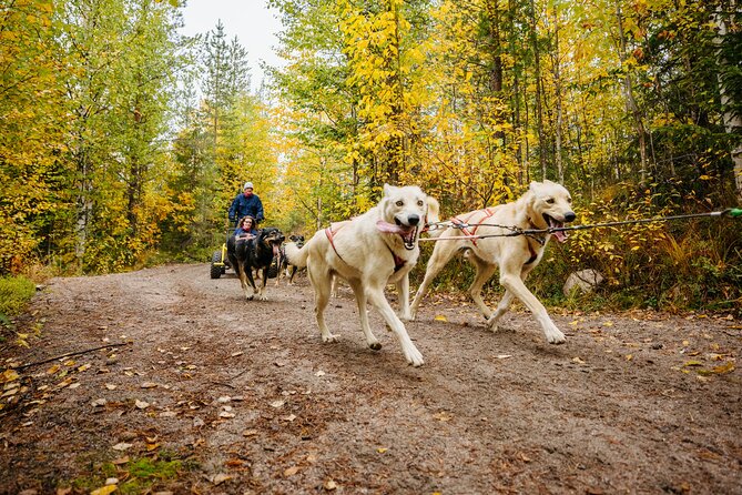 Rovaniemi: Born to Run 4km Self driven Husky Cart tour in Autumn - Key points at a glance