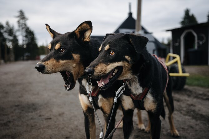 Rovaniemi: Born to Run 4km Self driven Husky Cart tour in Autumn - Meeting the dogs at the kennel, then learning the routine