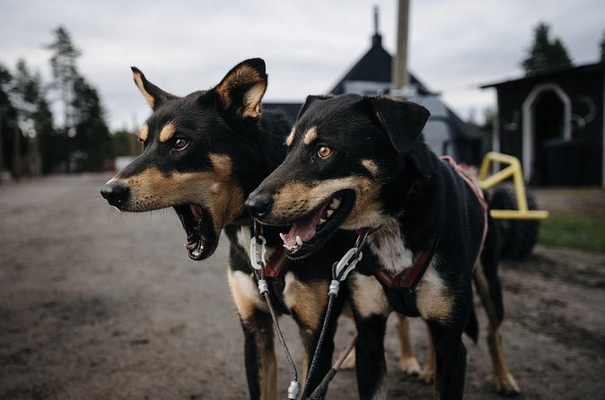 Rovaniemi: Born to Run 4km Self driven Husky Cart tour in Autumn - Price and logistics: is $225.88 a good value?