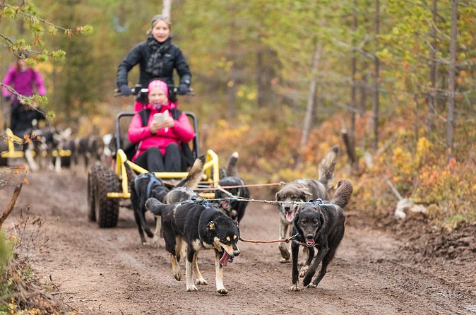 Rovaniemi: Born to Run 4km Self driven Husky Cart tour in Autumn - Timing and weather: when the ride runs, and why