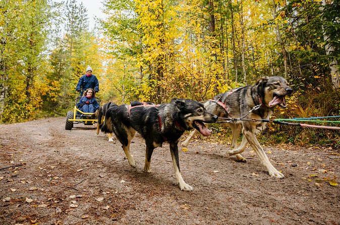 Rovaniemi: Born to Run 4km Self driven Husky Cart tour in Autumn - Should you book the Bearhill Husky cart drive in Rovaniemi?