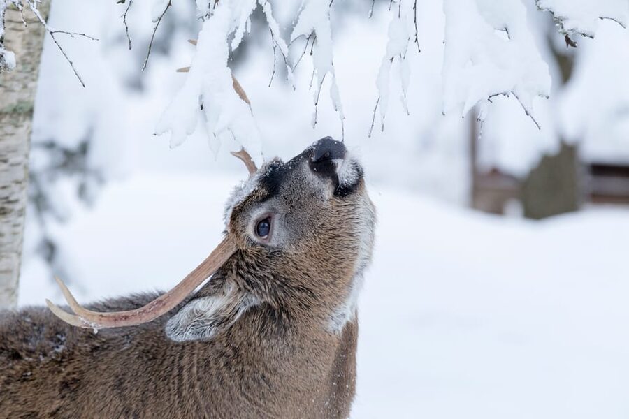 Rovaniemi: Day at Ranua Wildlife Park Arctic Zoo - Key points at a glance