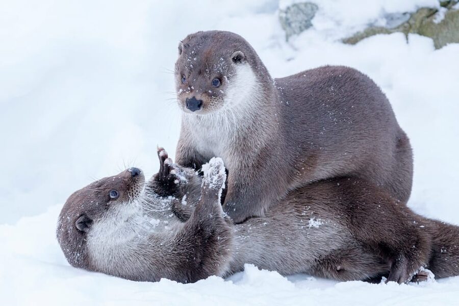Rovaniemi: Day at Ranua Wildlife Park Arctic Zoo - A 5.5-hour Arctic day from Rovaniemi