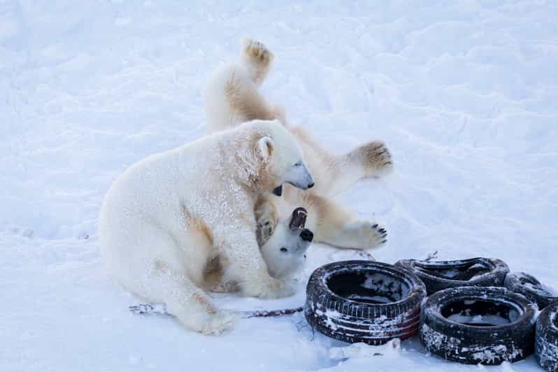 Rovaniemi: Day at Ranua Wildlife Park Arctic Zoo - Buffet lunch after the animals: fueling up before the bonus stops