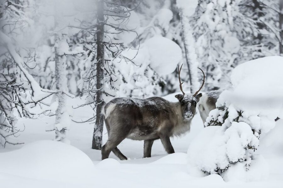 Rovaniemi: Daytime Reindeer Sleigh Ride - Key Things I’d Focus On Before You Go