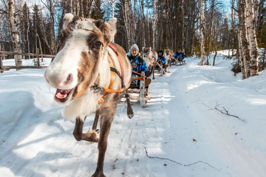 Rovaniemi: Daytime Reindeer Sleigh Ride - Kota Tepee Warm-Up: Hot Tea and Real Winter Reset