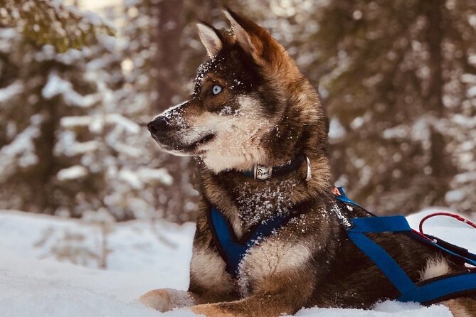 Rovaniemi: Drive Your Own Husky Team (6–10 km) & BBQ - What you’re really buying in 4 hours