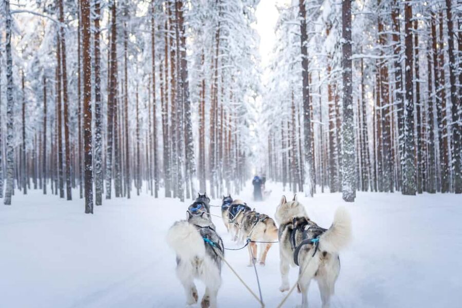 Rovaniemi: Drive Your Own Husky Team (6–10 km) & BBQ - Should you book: my honest take