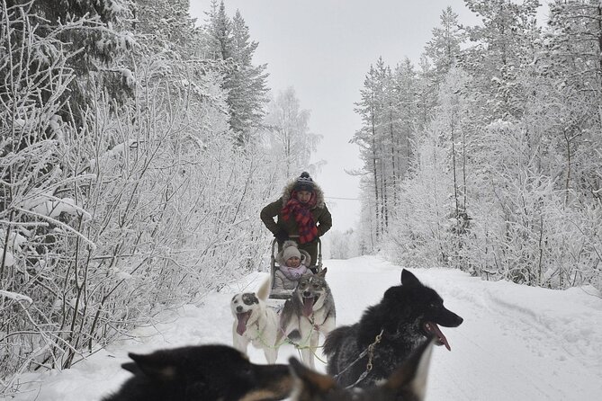 Rovaniemi: Drive Your Own Husky Team (6–10 km) & BBQ - The 6–10 km husky run: what you actually do