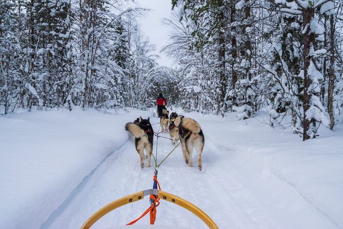 Rovaniemi: Drive Your Own Husky Team (6–10 km) & BBQ - Small-group feel: how crowding affects the experience
